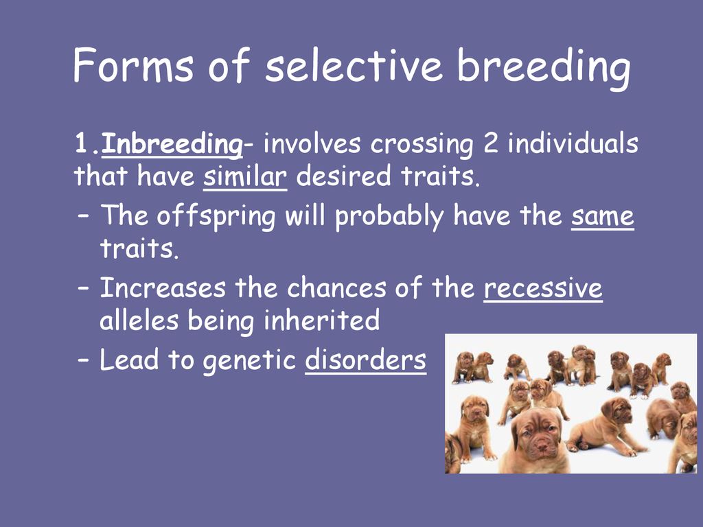 Cloning, Genetic Engineering, and Selective Breeding - ppt download