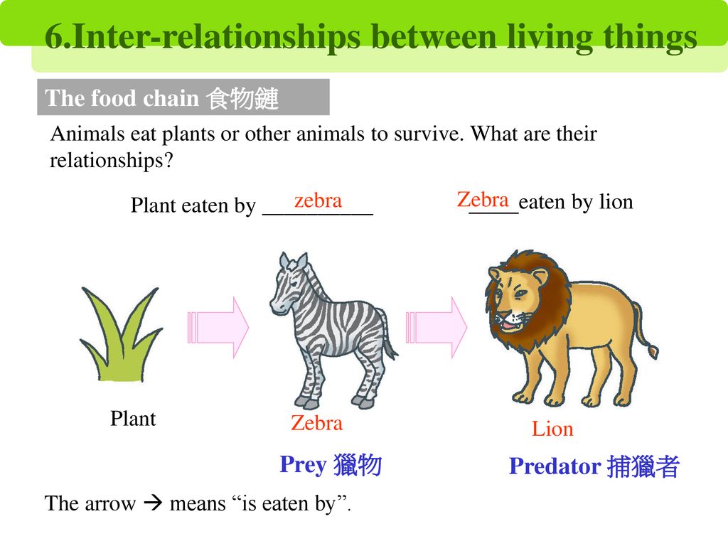 Zebra Food Web Biology Diagrams