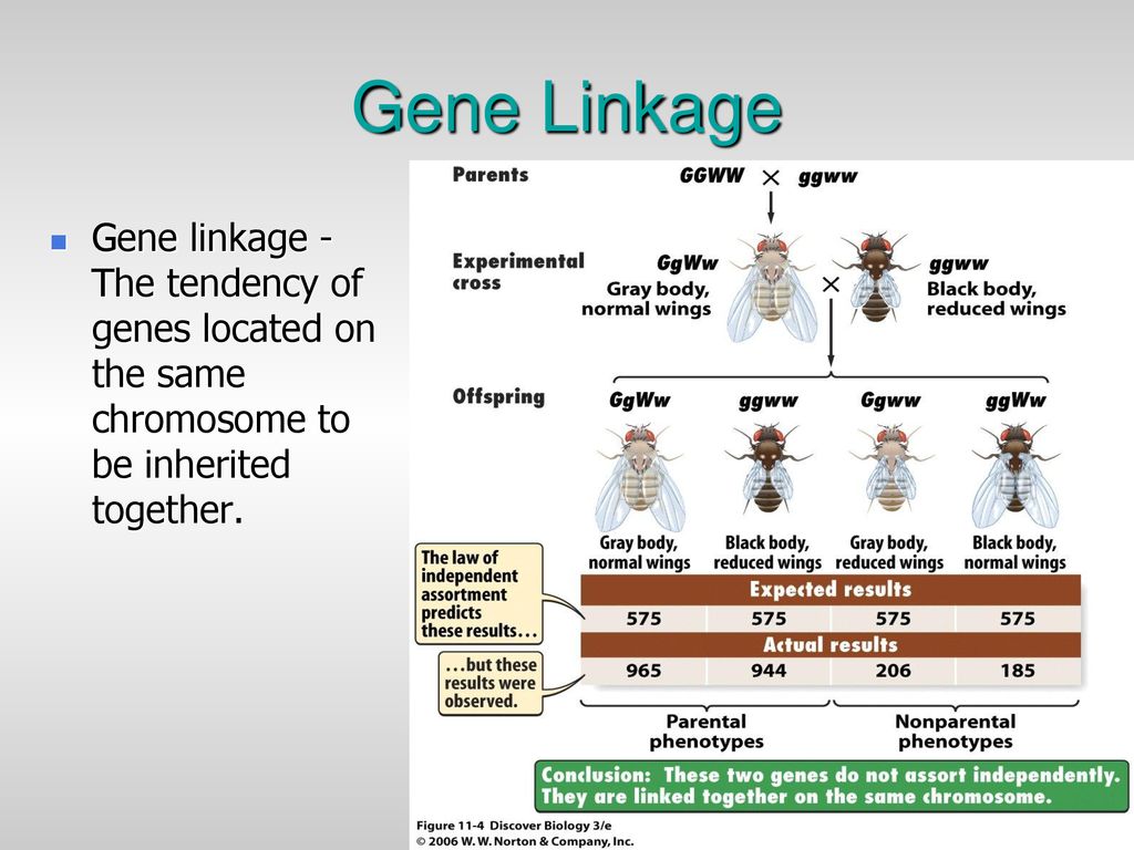 Gene Linkage Karyotypes Chromosomal Mutations Ppt Download
