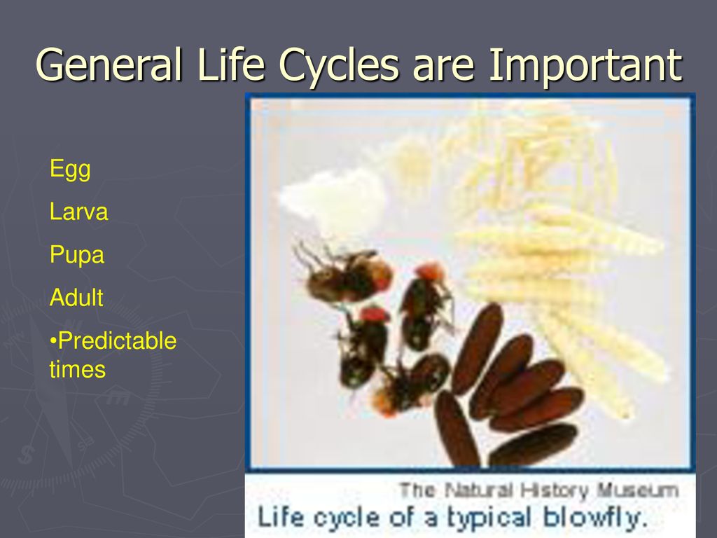 General Life Cycles are Important