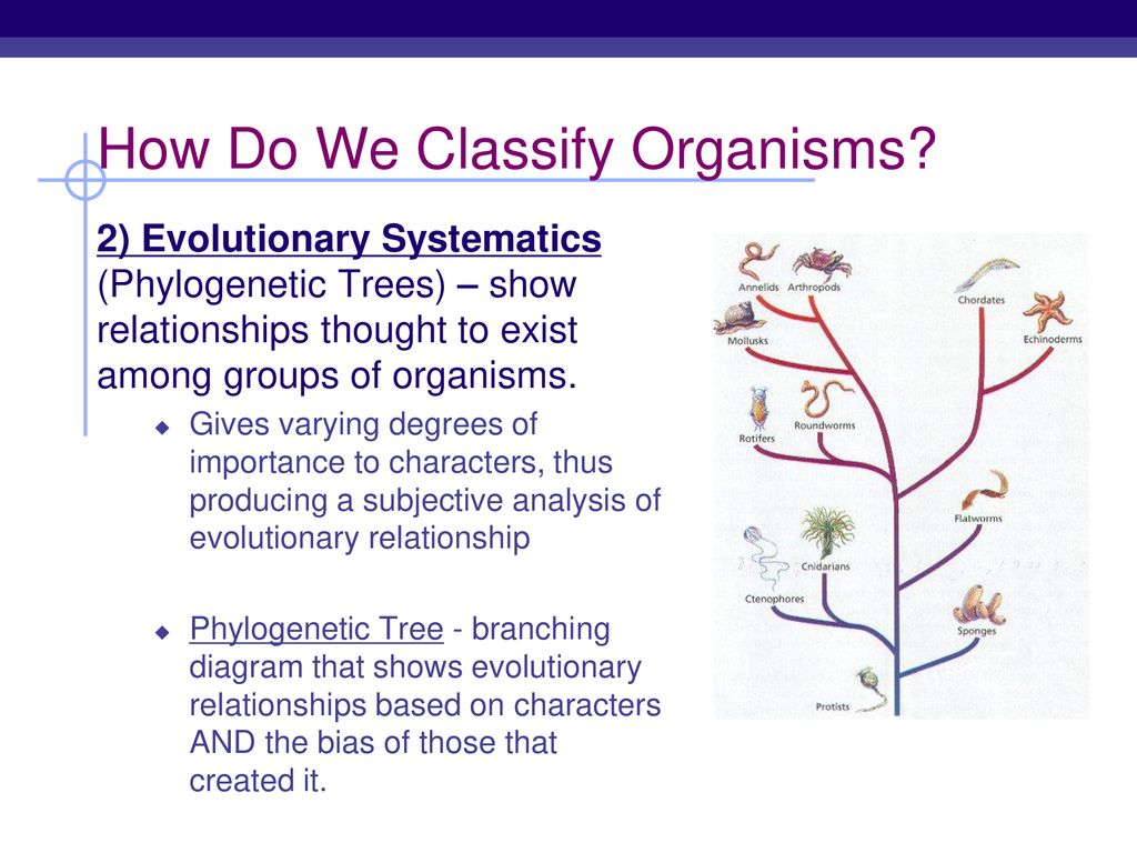 Biological Classification Honors Biology. ppt download