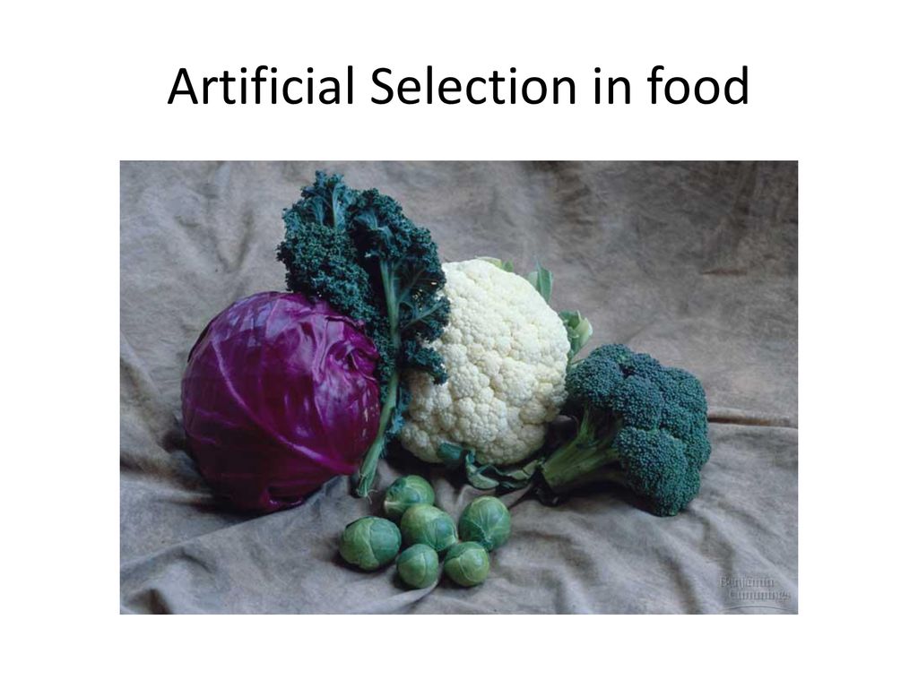 Artificial Selection in food