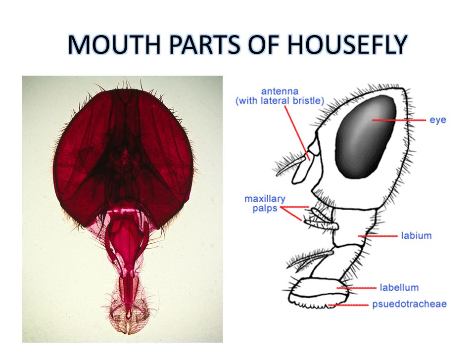 Musca House Fly Amal Almuhanna Zoo Ppt Video Online Download