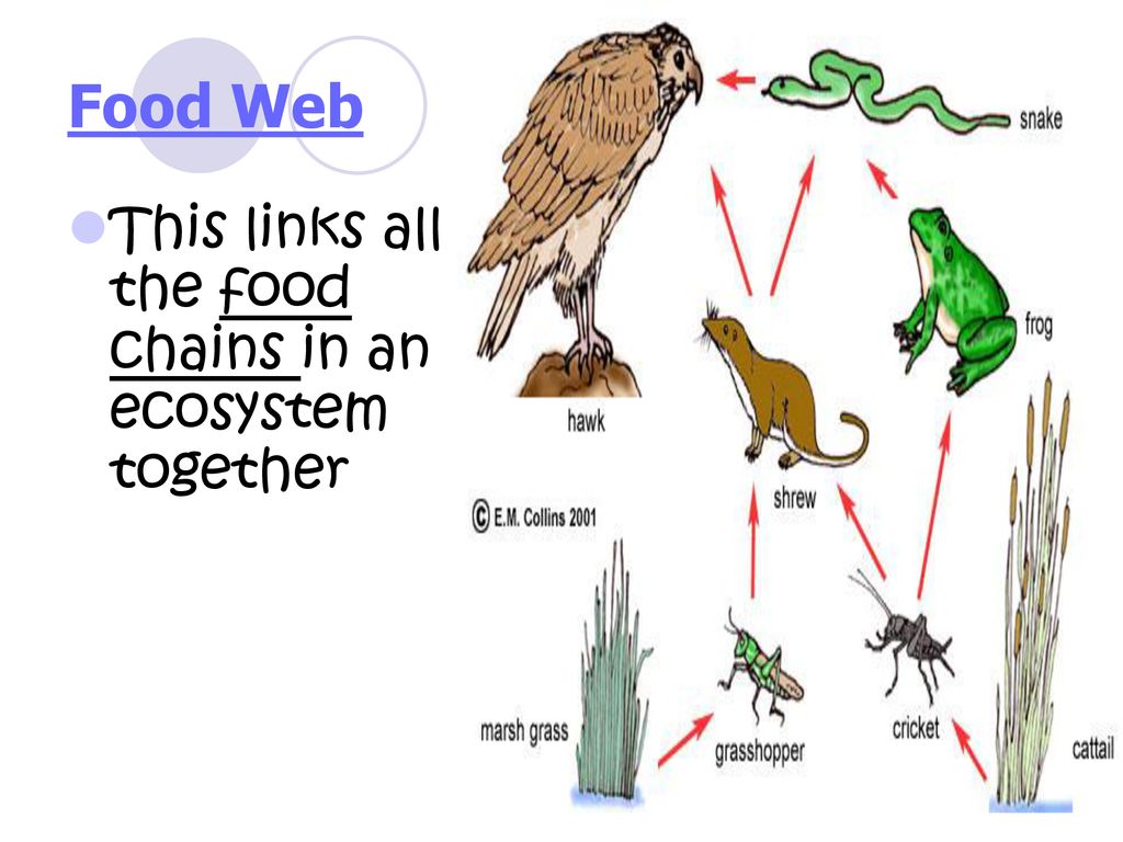 Ecology Scientific study of interactions between organisms and their ... Biology Diagrams