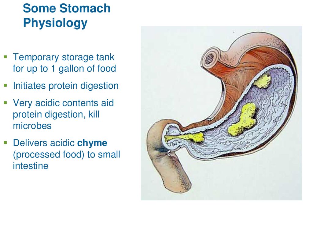 Some Stomach Physiology