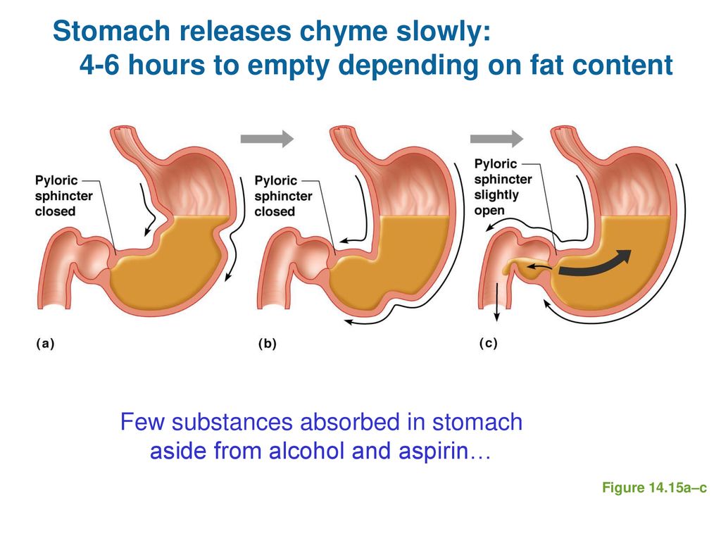 alcohol and aspirin are absorbed into the bloodstream from the