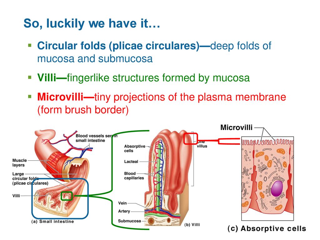 So, luckily we have it… Circular folds (plicae circulares)—deep folds of mucosa and submucosa. Villi—fingerlike structures formed by mucosa.
