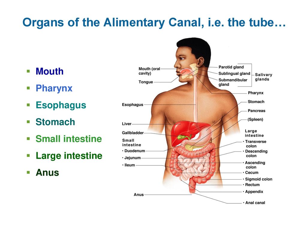 Organs of the Alimentary Canal, i.e. the tube…