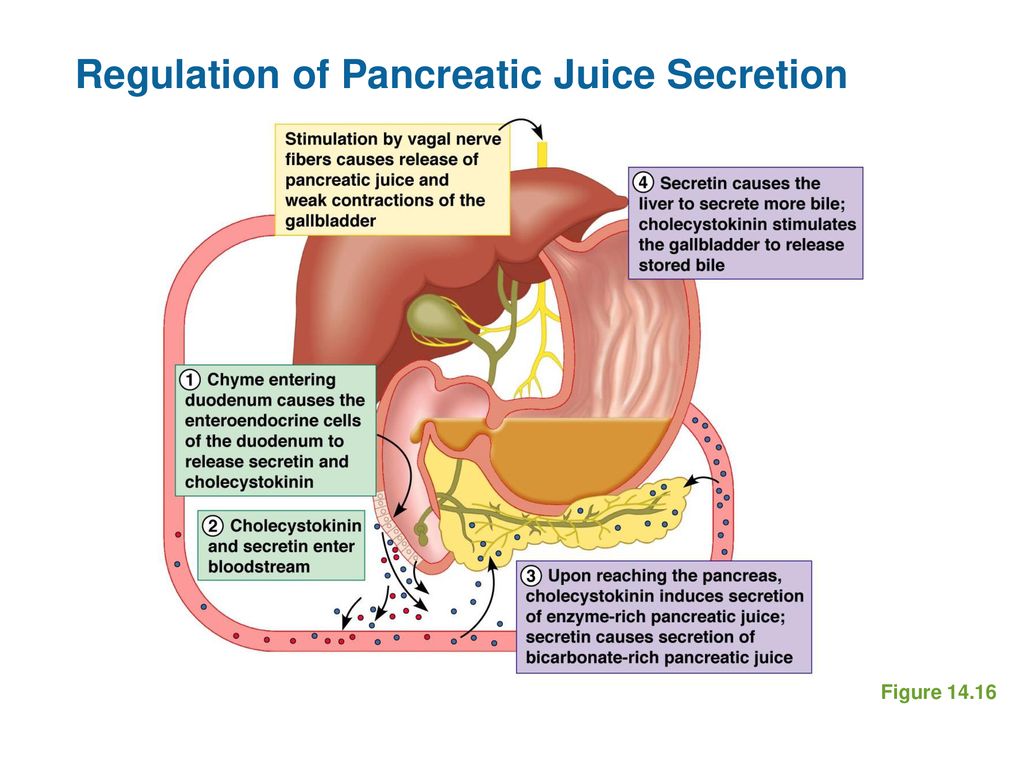 Regulation of Pancreatic Juice Secretion