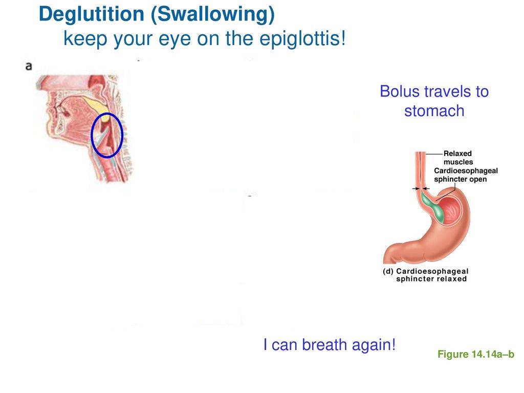 Deglutition (Swallowing) keep your eye on the epiglottis!