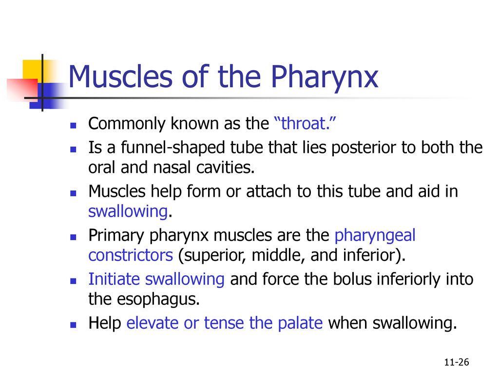 Muscles of the Pharynx Commonly known as the throat.