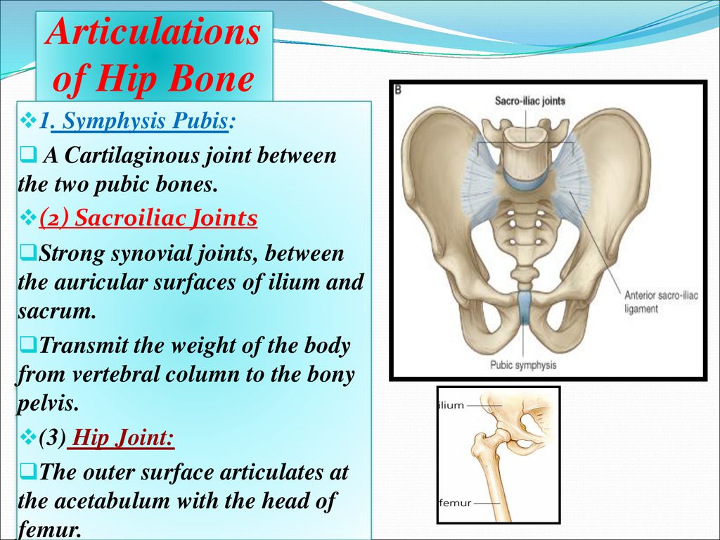 Bone перевод на русский. Articulations. Symphysis pubis. Classification of Bones. Bones перевод.