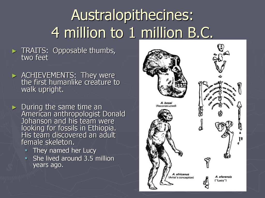 Australopithecines: 4 million to 1 million B.C.