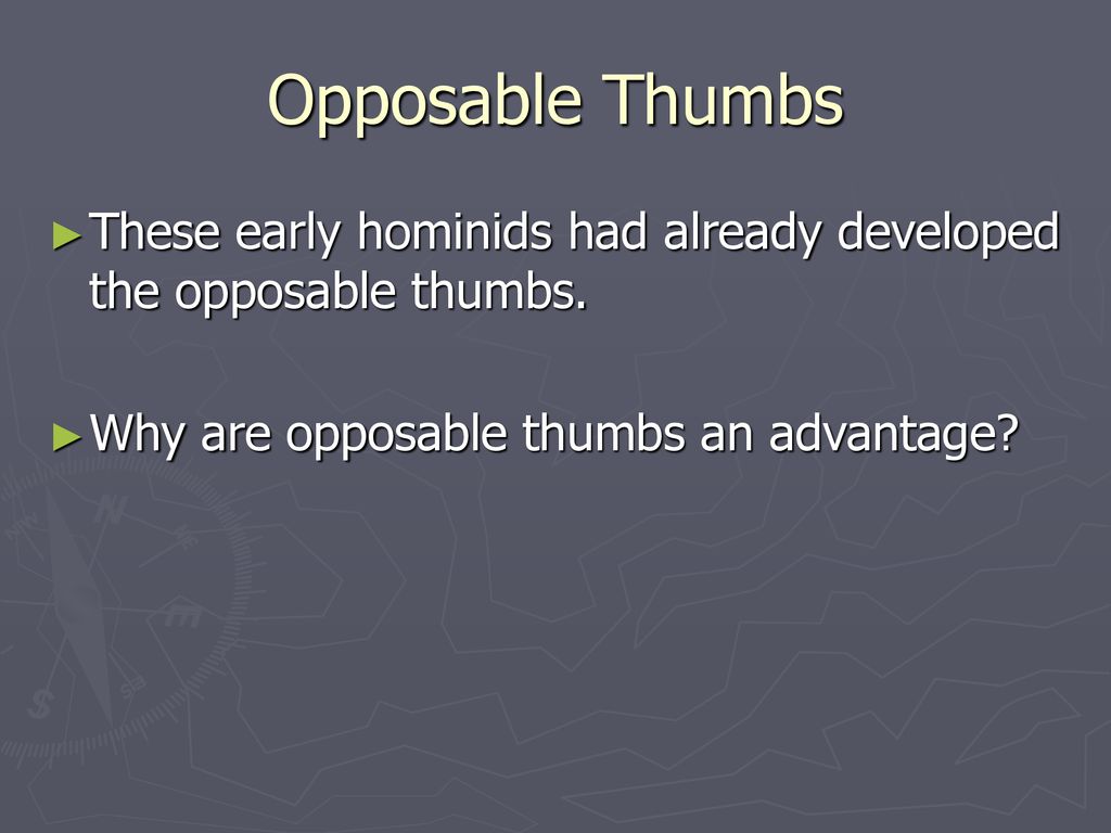 Opposable Thumbs These early hominids had already developed the opposable thumbs.