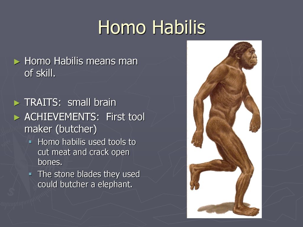 Homo Habilis Homo Habilis means man of skill. TRAITS: small brain