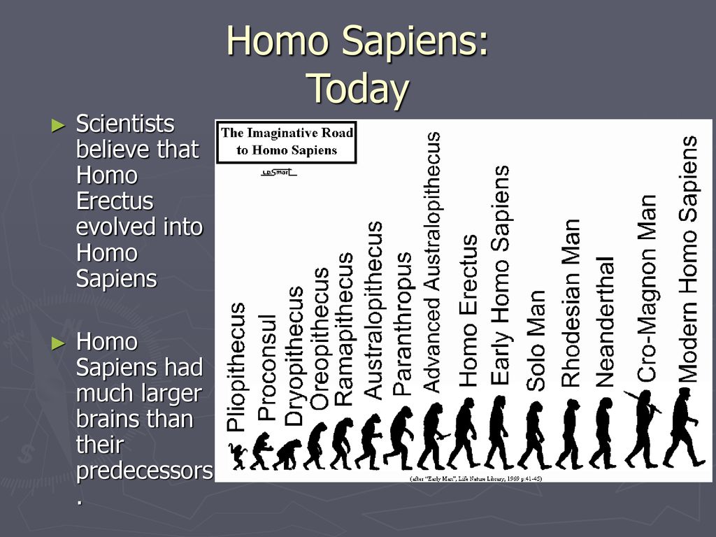 Homo Sapiens: Today Scientists believe that Homo Erectus evolved into Homo Sapiens.
