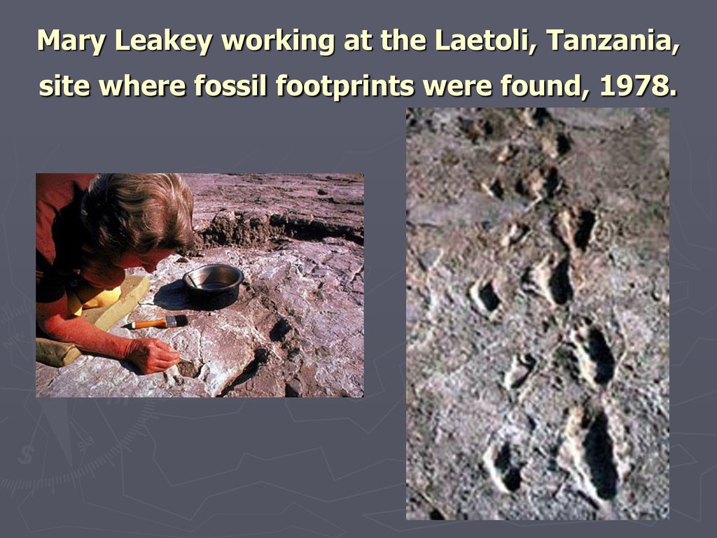 Mary Leakey working at the Laetoli, Tanzania, site where fossil footprints were found, 1978.