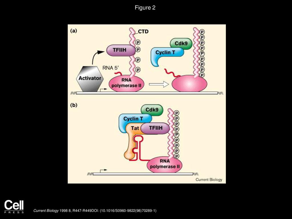 Transcriptional Control: Tat Cofactors And Transcriptional Elongation ...