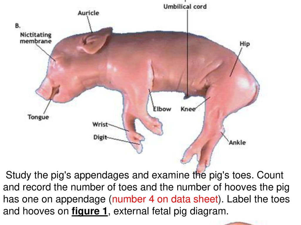 Pig Anatomy Chart