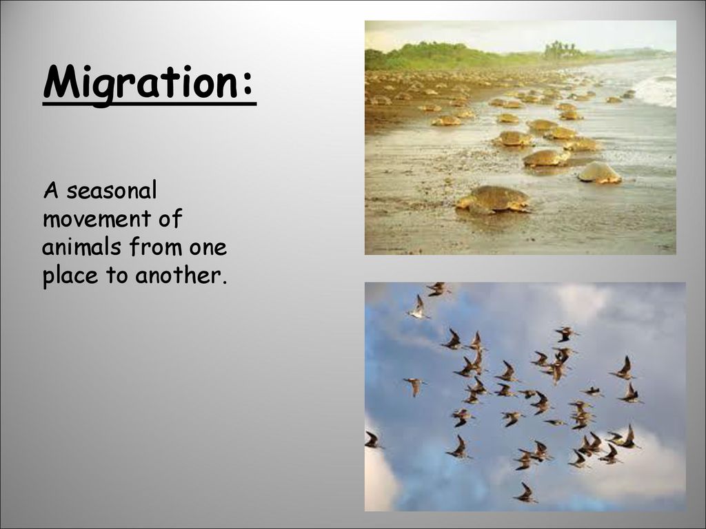 Adaptations. - ppt download
