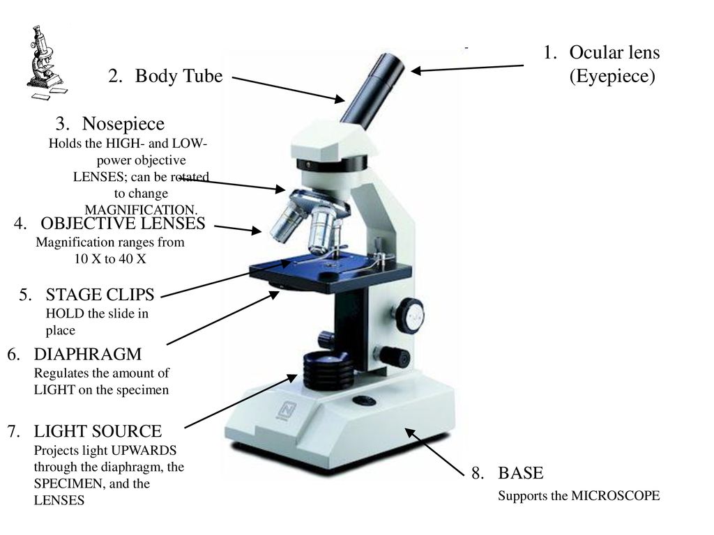 Microscope Basics Ppt Download