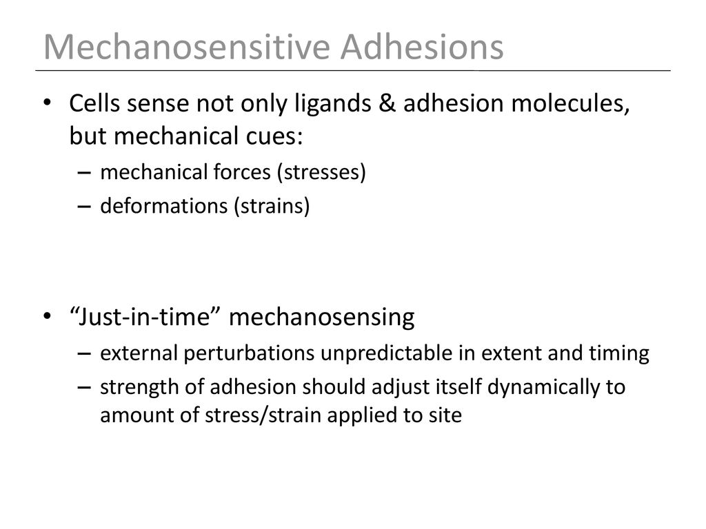 Mechanosensitive Adhesions