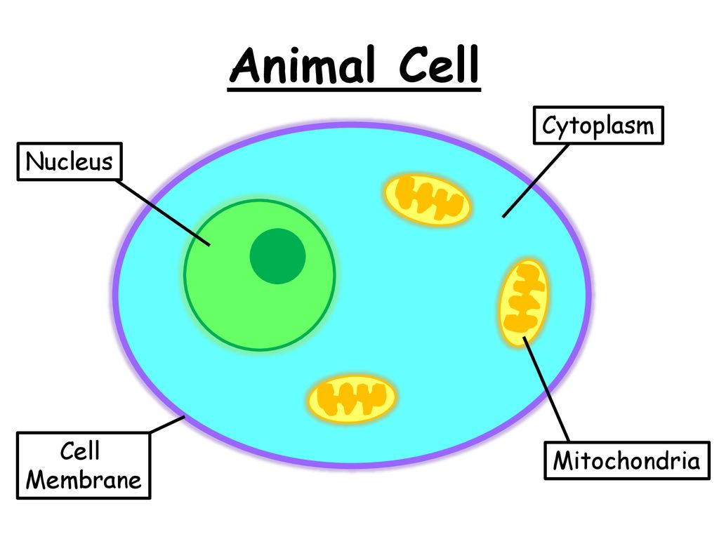 Animal Cell. - ppt download