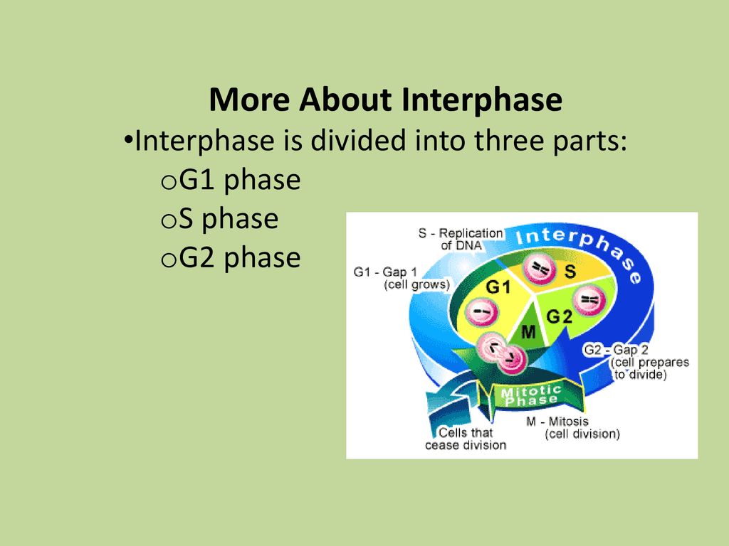 More About Interphase Interphase is divided into three parts: G1 phase