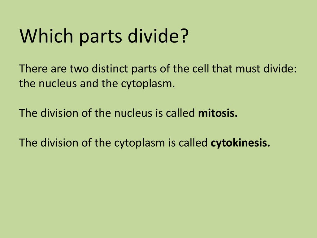 Which parts divide There are two distinct parts of the cell that must divide: the nucleus and the cytoplasm.