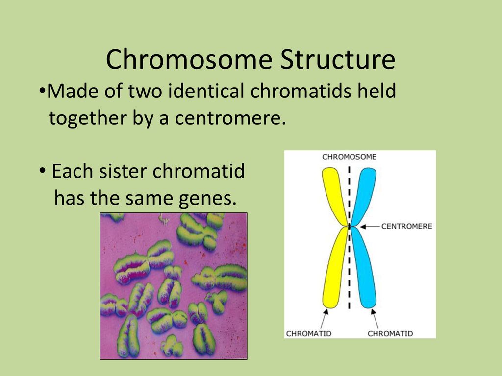 Chromosome Structure Made of two identical chromatids held