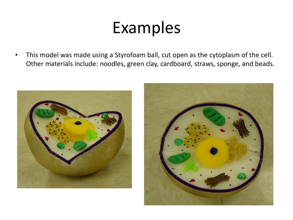3-D Cell Model Project. - ppt download