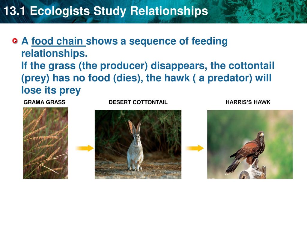 Environmental levels of organization: Biology Diagrams