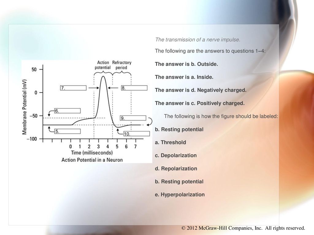 Chapter 1 Nerve Cells and Nerve Impulses Biology Diagrams