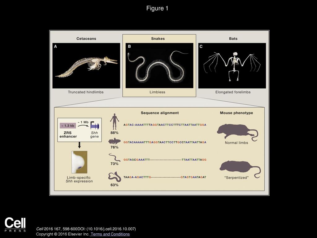 Unwinding Limb Development - ppt download