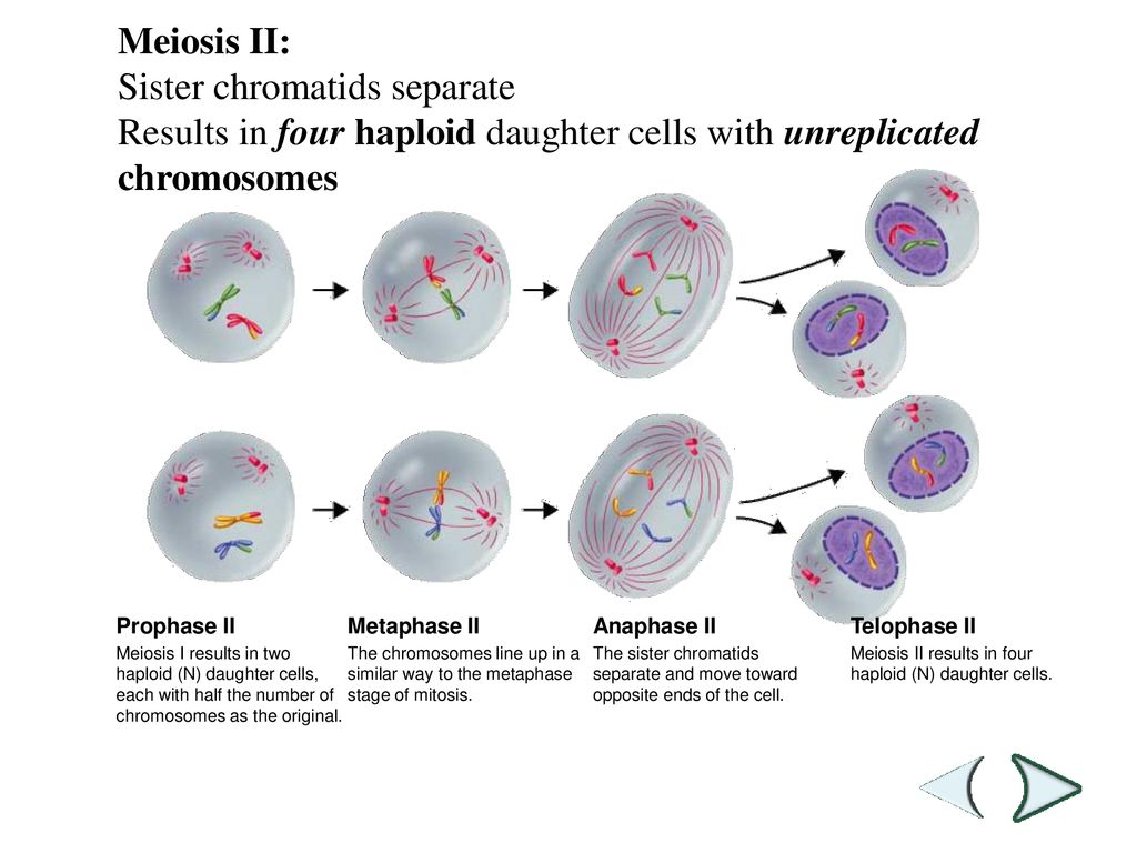 Cell Cycle and Mitosis Overview - ppt download