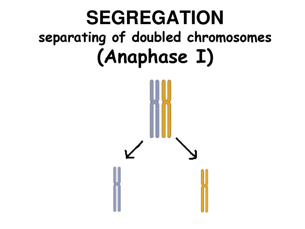 MEIOSIS Slide show modified from Kelly Riedell, Biology Diagrams