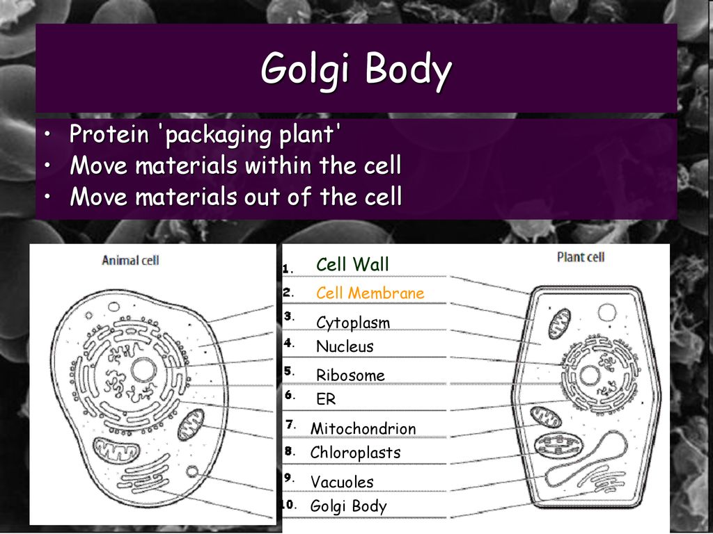 Cell Membrane protective layer around all cells Biology Diagrams