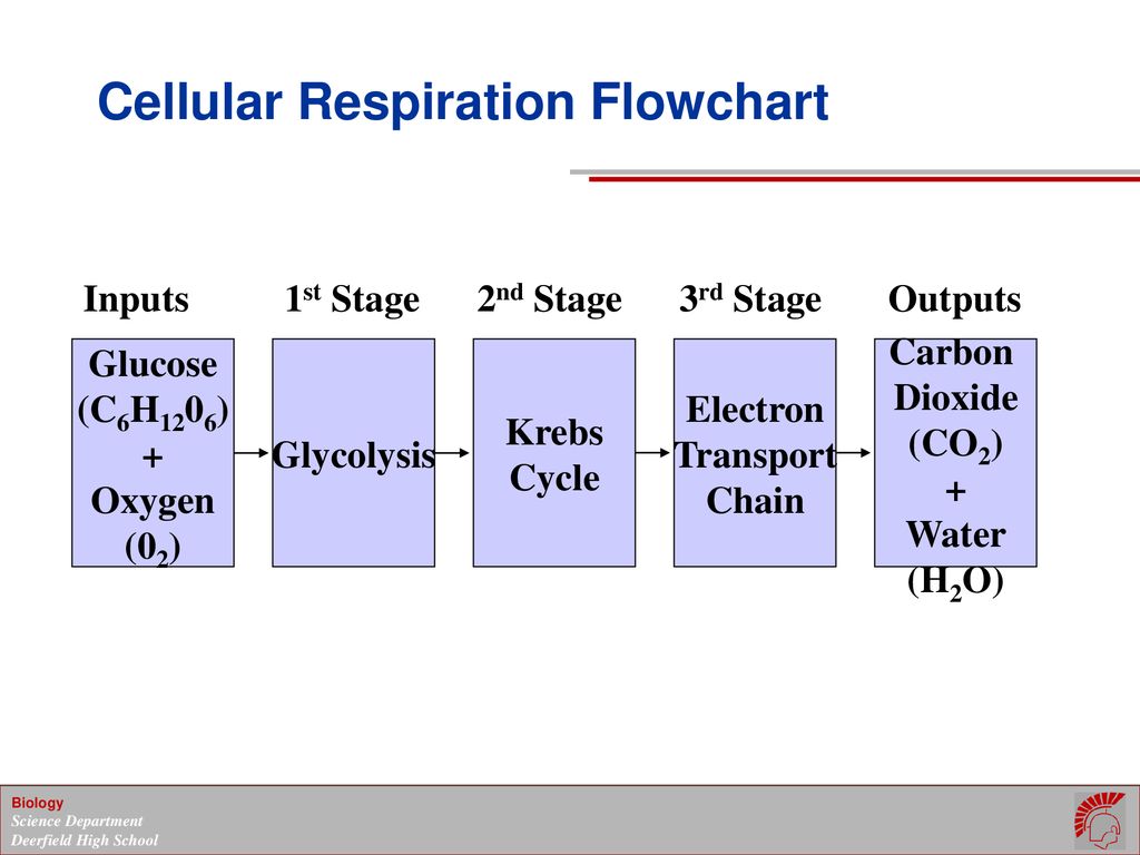 Flow Of Energy Through The Respiration Process Ppt Download