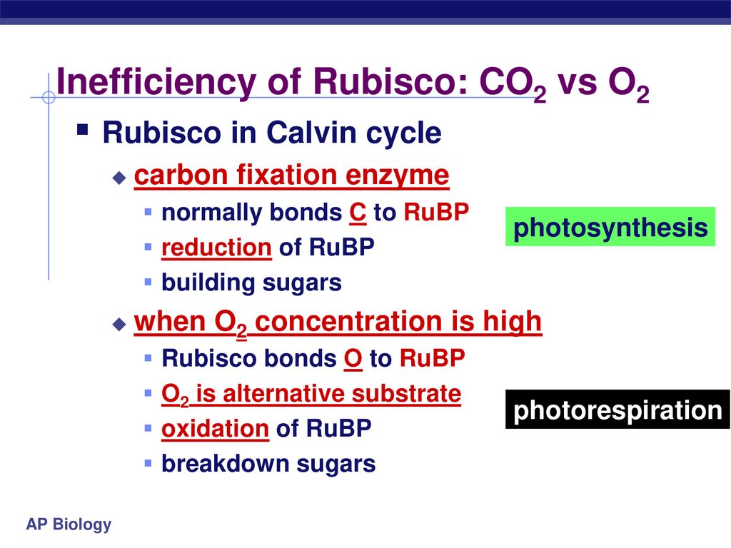 Photosynthesis variations on the theme ppt download