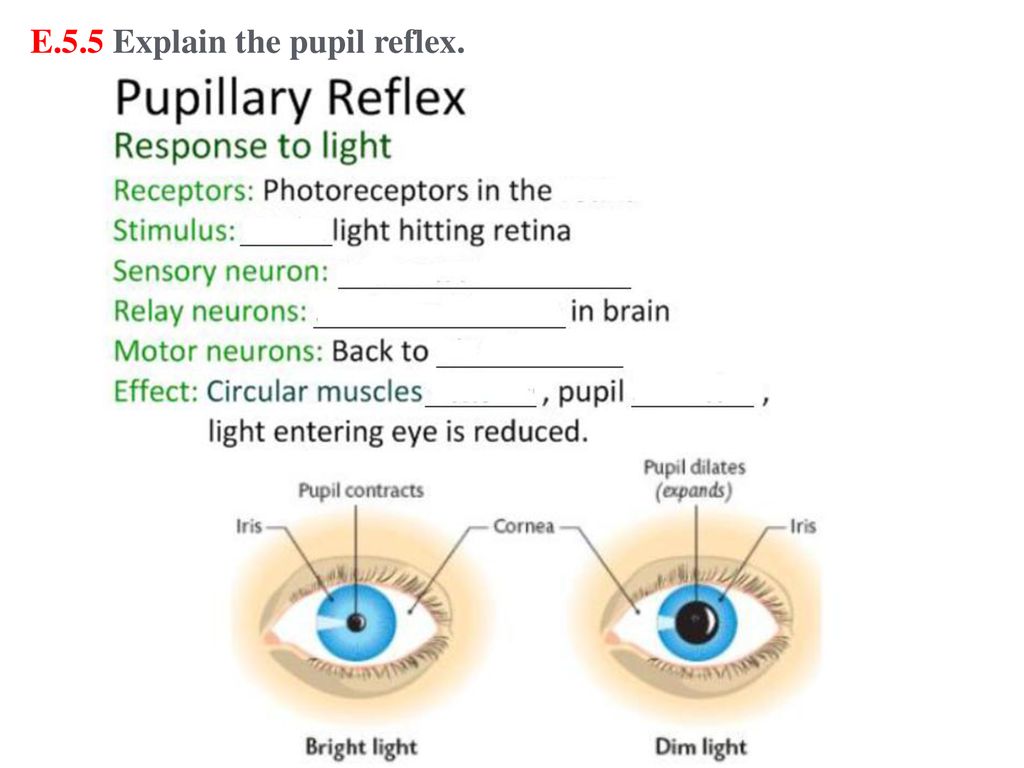 E.5.5 Explain the pupil reflex.