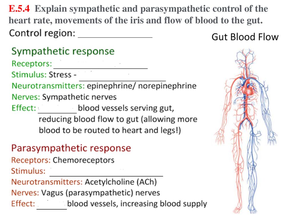 E.5.4 Explain sympathetic and parasympathetic control of the heart rate, movements of the iris and flow of blood to the gut.