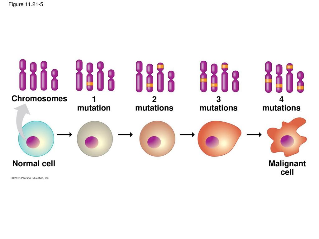 How Genes Are Controlled Biology Diagrams