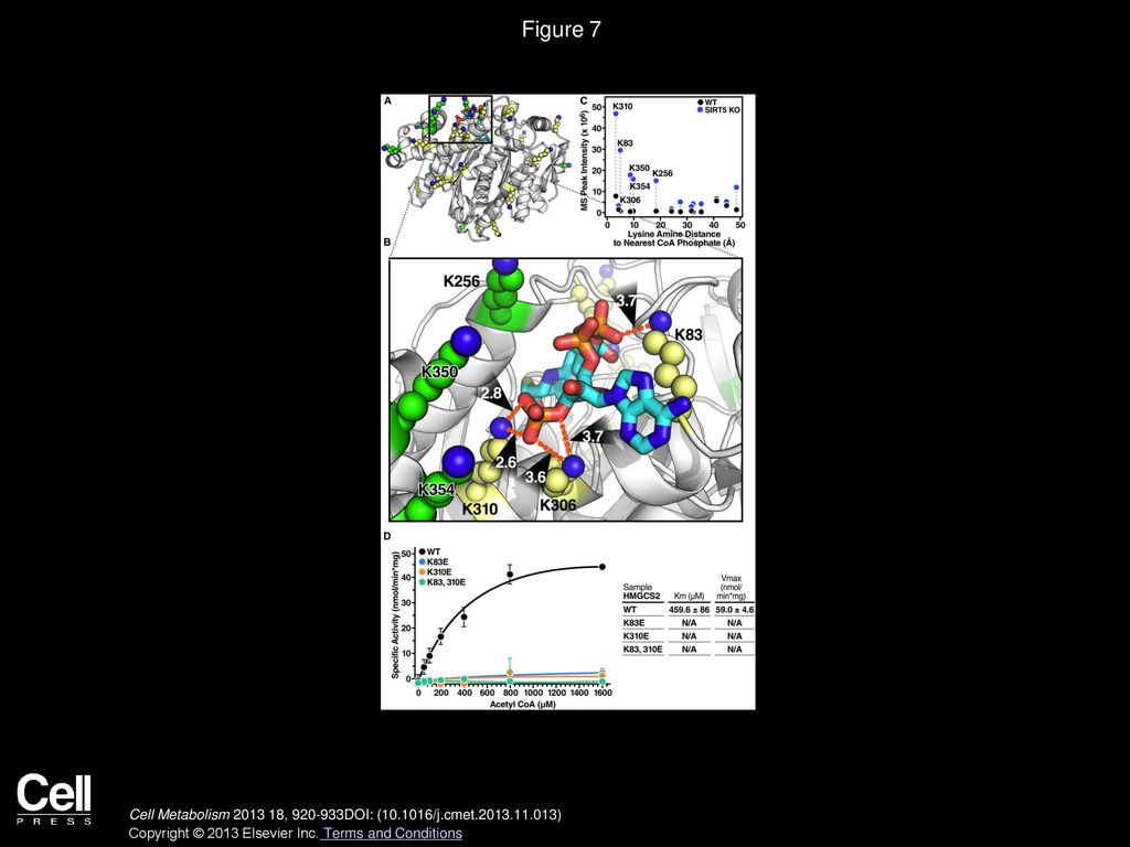 Figure 7 HMGCS2 Mutations at Sites of Succinylation within the Substrate Binding Region Regulate Its Enzymatic Activity.
