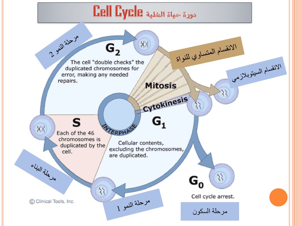 يشكل الطور البيني معظم زمن دورة الخلية