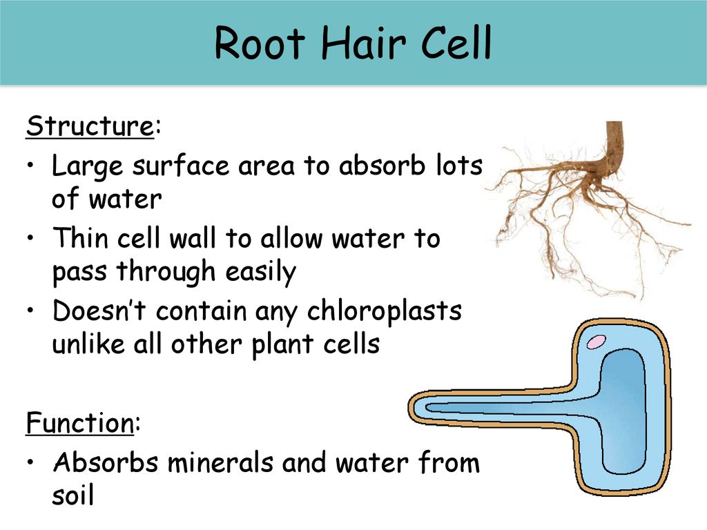 Red blood cells Red Blood Cells Structure: Large surface area - ppt download