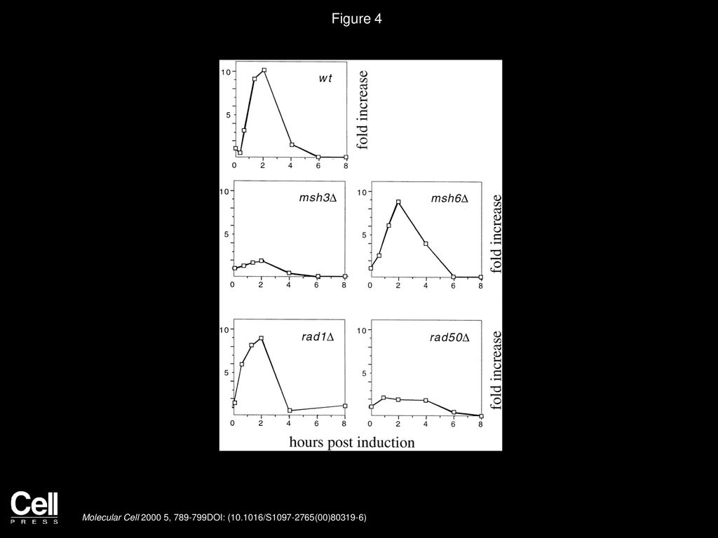 Figure 4 Msh2p Cross-Linking Near the DSB Site Depends on Msh3p and Rad50p, but Not Msh6p or Rad1p.