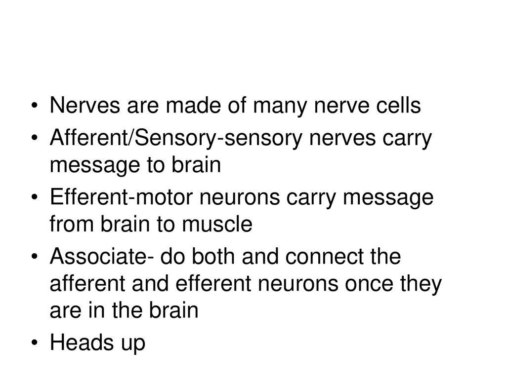 The Nervous System. - ppt download