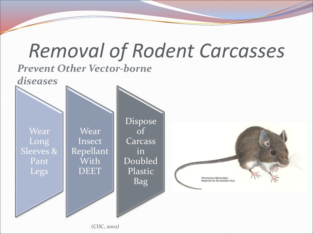 Removal of Rodent Carcasses