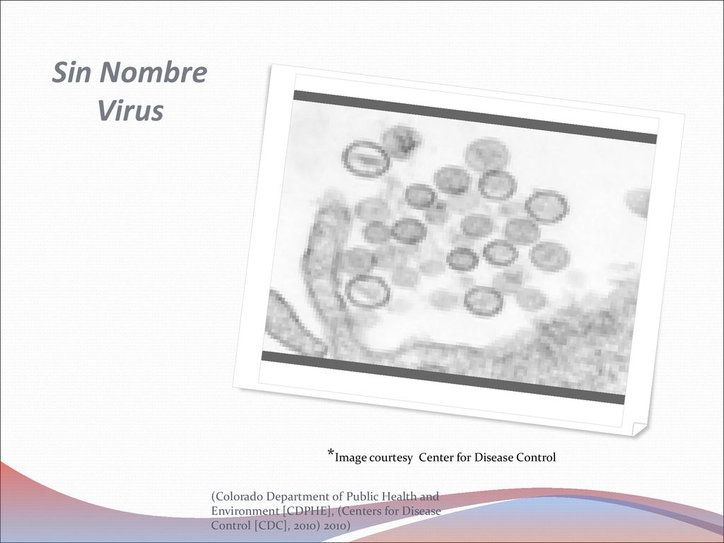 Sin Nombre Virus *Image courtesy Center for Disease Control
