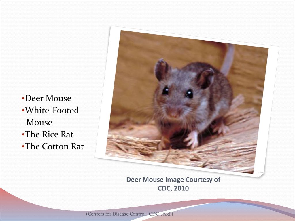 Deer Mouse Image Courtesy of CDC, 2010